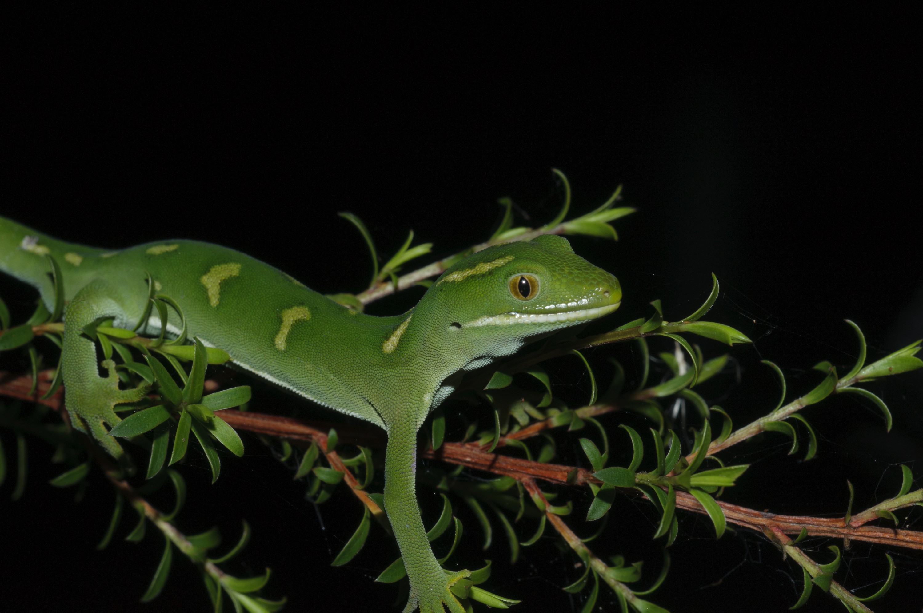 _DSC0304 – Auckland, green, gecko, Naultinus, elegans, elegans, home, lizard, irene, reptiles, rare, cold, blood, new, new zealand, zealand, nz, irene, nov16